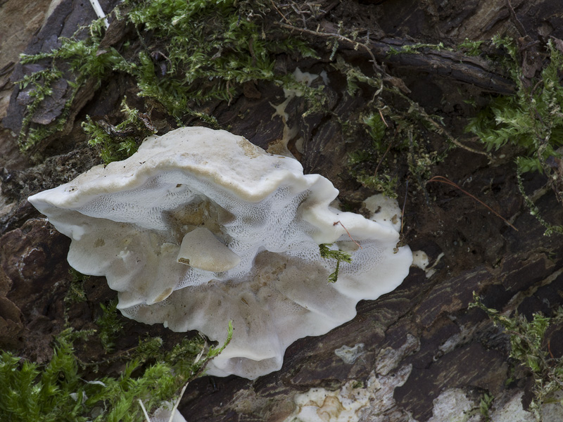 Bjerkandera fumosa